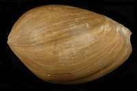 藏品(椰子渦螺)的圖片